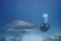 Dive with the Dolphin Dive with the Dolphin