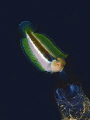 blenny blenny