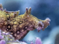 I have no idea what this large nudi is called but it looks a bit like a dog I have no idea what this large nudi is called but it looks a bit like a dog