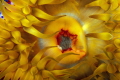 Sunrise Sunset
The golden colors of a sea anemone in the chilly 10 degrees Celsius of the Atlantic Ocean at a depth of 15 metres Sunrise Sunset
The golden colors of a sea anemone in the chilly 10 degrees Celsius of the Atlantic Ocean at a depth of 15 metres