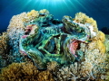 Giant Clam
tridacna derasa Giant Clam
tridacna derasa
