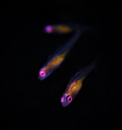 Swimming with friend.Pink eye goby. Swimming with friend.Pink eye goby.