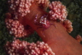 Soft Porcellaine Coral Crab Soft Porcellaine Coral Crab