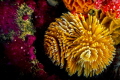 Yellow variant of the feather duster worm adds color the already colorful reef Yellow variant of the feather duster worm adds color the already colorful reef