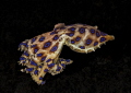 Blue Ringed Octopus Blue Ringed Octopus