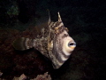 Stephanolepis diaspros Stephanolepis diaspros