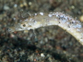 Pipehorse feeding on Pipehorse feeding on