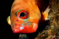 Blacktip grouper or redbanded grouper Epinephelus fasciatus Dahab Egypt. Blacktip grouper or redbanded grouper Epinephelus fasciatus Dahab Egypt.