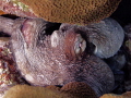 A natural light shot of an octopus getting ready to hunt A natural light shot of an octopus getting ready to hunt