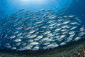 Schooling Jackfish Schooling Jackfish