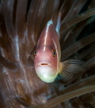 Surprised Nemo Surprised Nemo