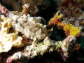 First time see this nudibranch First time see this nudibranch