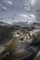 4.The incredible journey of pearl mullet fishes living in the Van lake Van Turkey 2018
4.The incredible journey of pearl mullet fishes living in the Van lake Van Turkey 2018