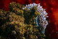 Silver Nudibranch unique to South African waters. I love the silver color against the red background Silver Nudibranch unique to South African waters. I love the silver color against the red background