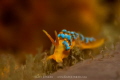 Candy nudibranch Cuthona sp. There are so many colour combinations of this tiny nudibranch but this is one of my favourite Candy nudibranch Cuthona sp. There are so many colour combinations of this tiny nudibranch but this is one of my favourite
