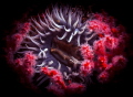 Bed of Roses Sea anemone surrounded by multicolored seafan Bed of Roses Sea anemone surrounded by multicolored seafan