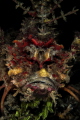 Face of the Devil Face of the Devil