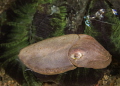 Cuttlefish with a cleaning shrimp Cuttlefish with a cleaning shrimp