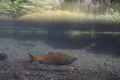 A Kokanee salmon coming to spawn in the Metolius River in Central Oregon