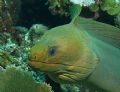 This beautiful Green Moray swam freely along side me in Utila, at one point poking the dome port with his nose...taken with Olympus EXZ500 in a Ikelite housing with a DS 125 Strobe.