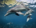 Mikura is surrounded by mountains. The dolphin living bay is a sharp cliff. The green of the mountain is reflected on the surface of the photo. They are dolphins of Mikurajima in Japan. They may not be exactly family. The smallest dolphin is a baby b
