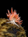 First Find
The first nudibranch I came across on a new reef we discovered in Gordon s Bay a white edged nudibranch First Find
The first nudibranch I came across on a new reef we discovered in Gordon s Bay a white edged nudibranch