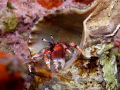 Calcinus tubularis Calcinus tubularis