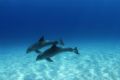 Sally K Davies from Stuart Cove's Fin Photo captured these wild dolphins using the Nikon D70 in Sea & Sea housing in Nassau, Bahamas