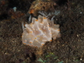 nudibranch halgerda stricklandi nudibranch halgerda stricklandi