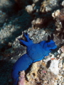 Nudibranch nembrotha Help me out looks like nembrotha but for the blue colour Nudibranch nembrotha Help me out looks like nembrotha but for the blue colour