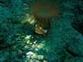 Squat Shrimp Anemone Shrimp Thor amboinensis on Tube Anemone Squat Shrimp Anemone Shrimp Thor amboinensis on Tube Anemone
