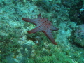 Honeycomb Sea Star Pentaceraster alveolatus Honeycomb Sea Star Pentaceraster alveolatus
