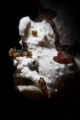 Frogfish Frogfish