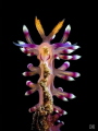 Flabellina exoptata 
Lembeh Strait, Northsulawesi