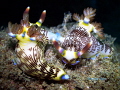 Makin love. Nembotha lineolata mating. Makin love. Nembotha lineolata mating.