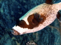 Cow fish Cow fish