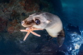 Sea Lion Chew Toys Sea Lion Chew Toys