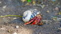 Hermit Crab making his way down a black sand beach in St. Kitts. Taken with LUMIX FZ 1000 Hermit Crab making his way down a black sand beach in St. Kitts. Taken with LUMIX FZ 1000