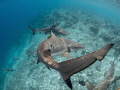 Blacktip reefsharks attracted to the jetty by the kitchen staff cleaning and gutting fish on top. Blacktip reefsharks attracted to the jetty by the kitchen staff cleaning and gutting fish on top.