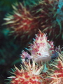 Candy crab Candy crab