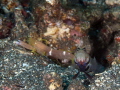 Broad banded shrimp goby with blind shrimp Broad banded shrimp goby with blind shrimp