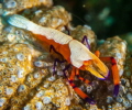Emperor Shrimp Emperor Shrimp