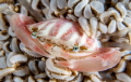 Porcelain Crab!!!