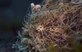 Hairy Frogfish in Lembeh