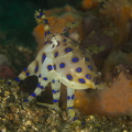 Bluering octopus Bluering octopus