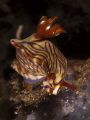 Nudi at Lembeh Nudi at Lembeh