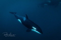 Being in the water with Orcas / killer whales is nothing short of amazing It is a very special feeling to be in the water with these highly intelligent blackfish Being in the water with Orcas / killer whales is nothing short of amazing It is a very special feeling to be in the water with these highly intelligent blackfish