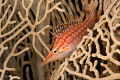 Longnose hawkfish. Longnose hawkfish.