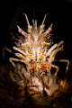 Tiger shrimp with snoot torch. Tiger shrimp with snoot torch.