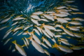 Schooling Bluestripe Snapper Schooling Bluestripe Snapper